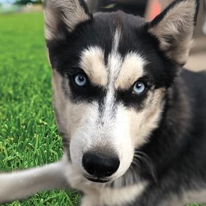 Meet your Posher, Joshua